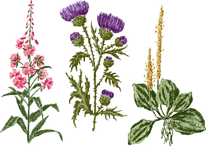 Field Flower Sketches Vector Image