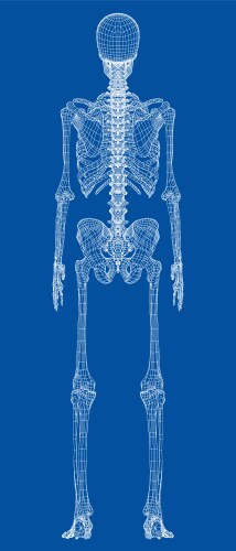 Human skeleton isolated on white Royalty Free Vector Image