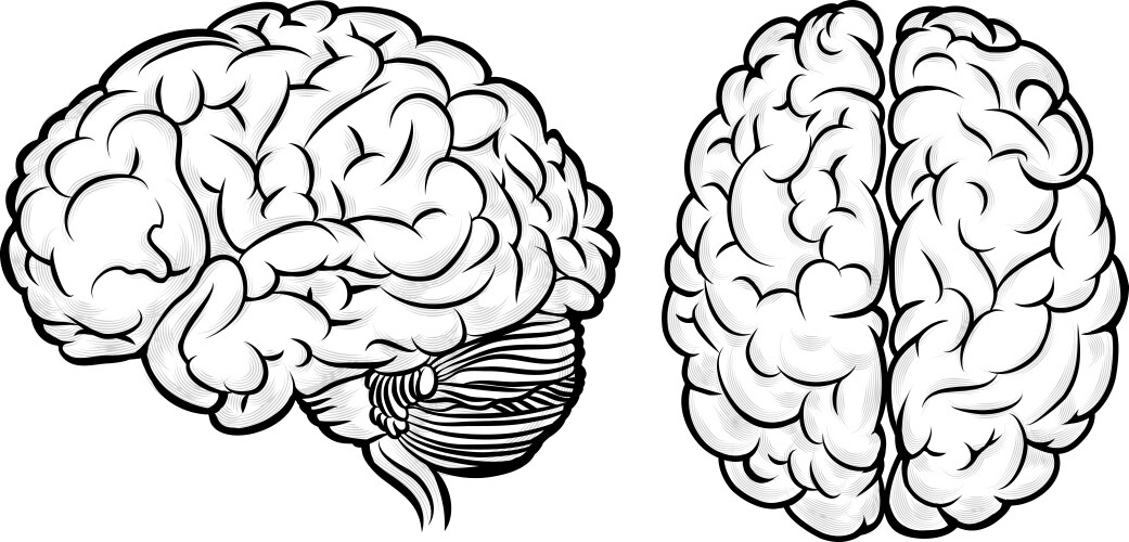 Human brain Royalty Free Vector Image - VectorStock