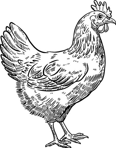 Engraved Chicken Drawing Vector Image
