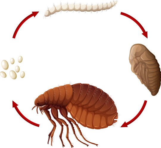 Life cycle of a flea Vector Image