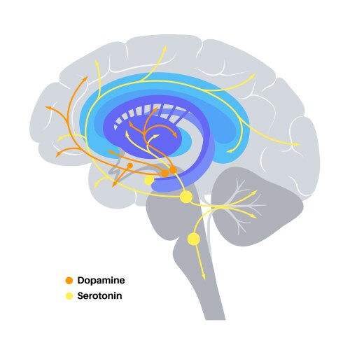 Serotonin and dopamine pathway Royalty Free Vector Image