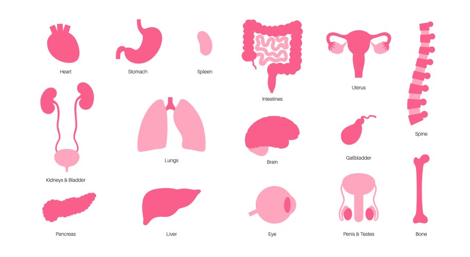 Human internal organs Royalty Free Vector Image