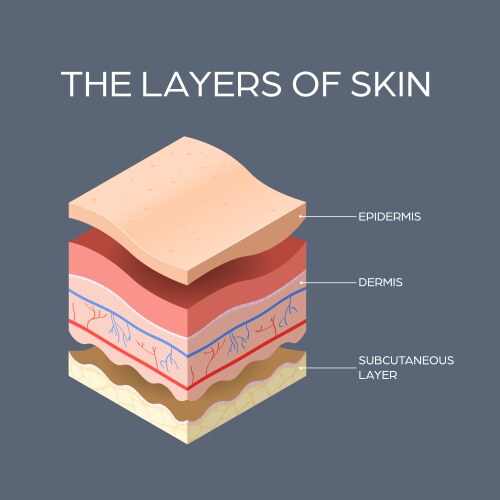 Skin Vector Images within Science (over 4,300)