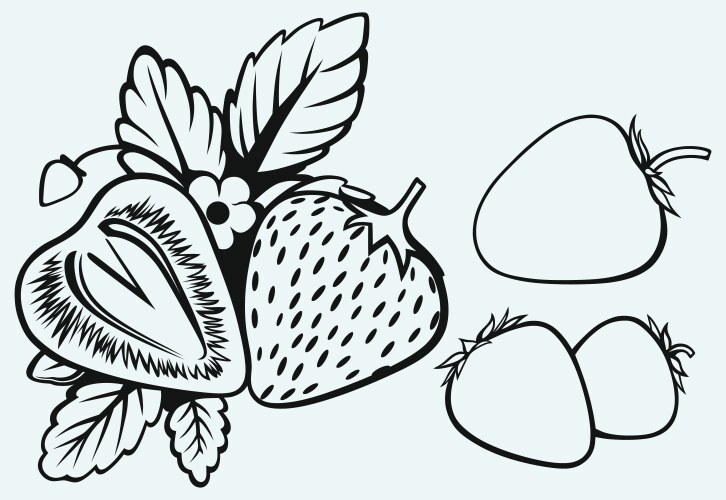 Ripe Strawberries with Leaves Vector Image
