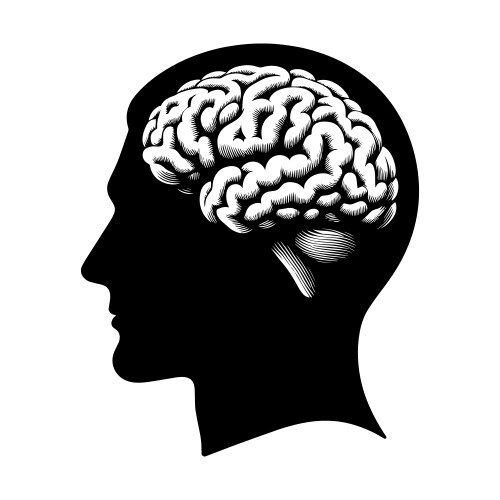 Male silhouette with brain Royalty Free Vector Image