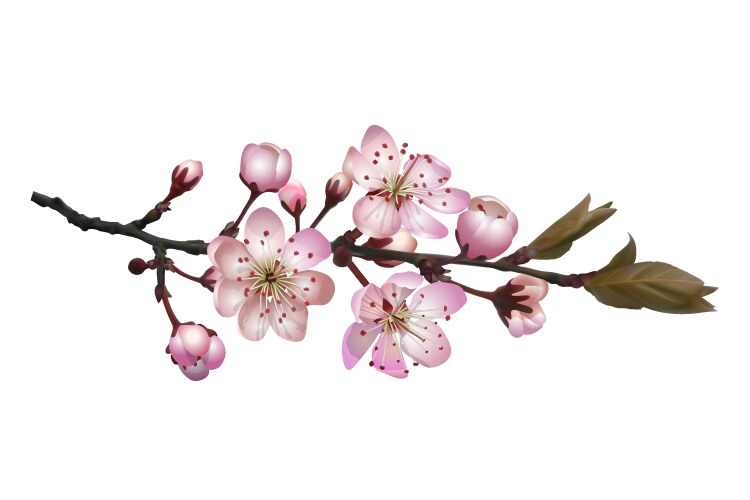 Spring sakura blossom Royalty Free Vector Image