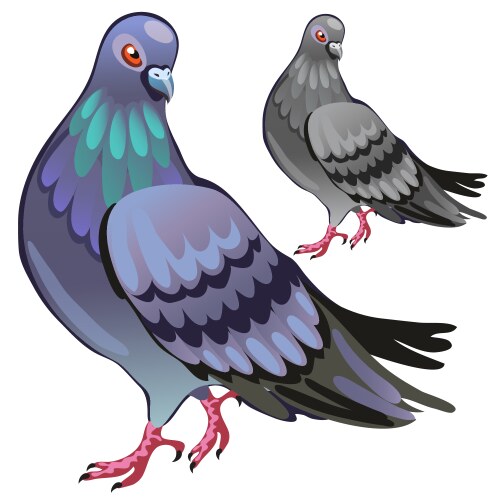 Beautiful pigeon closeup on white background vector image