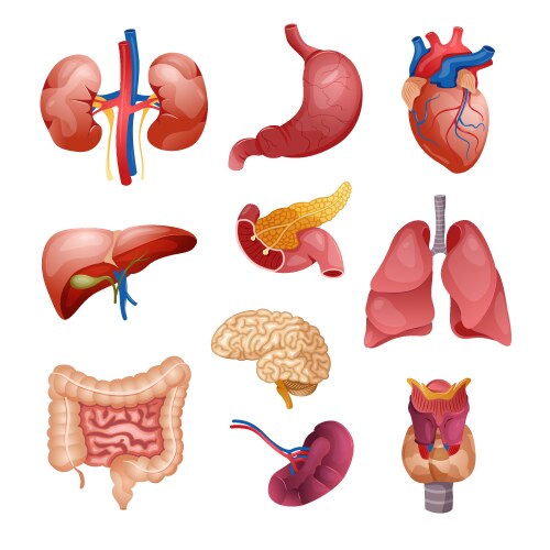 Internal human anatomy organ icon set Royalty Free Vector