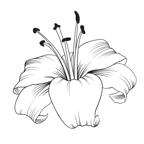 White lily flower Royalty Free Vector Image - VectorStock