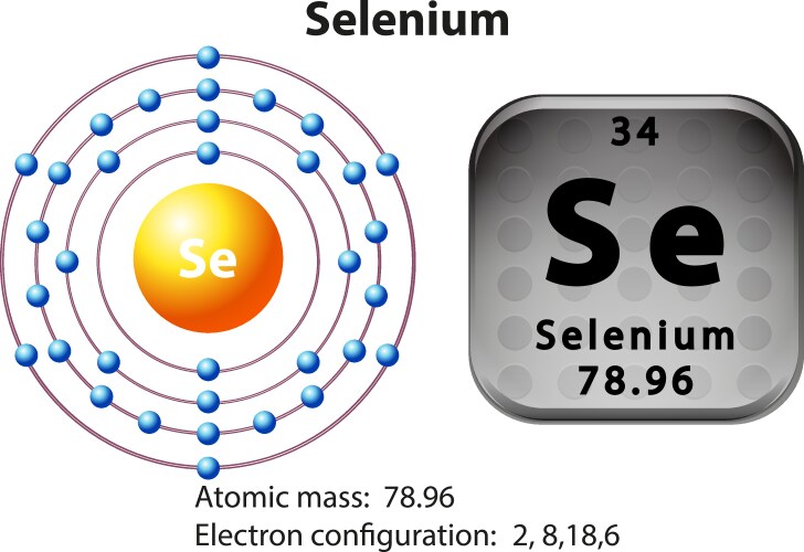 symbol and electron diagram for selenium vector image