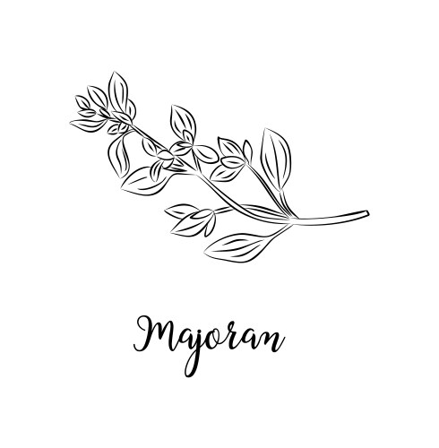 Majoran spice black and white line art drawing Vector Image