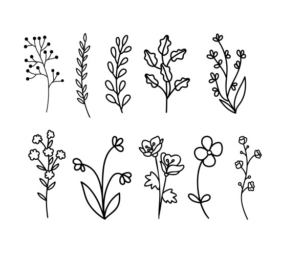 Floral Wildflower Collection Vector Image