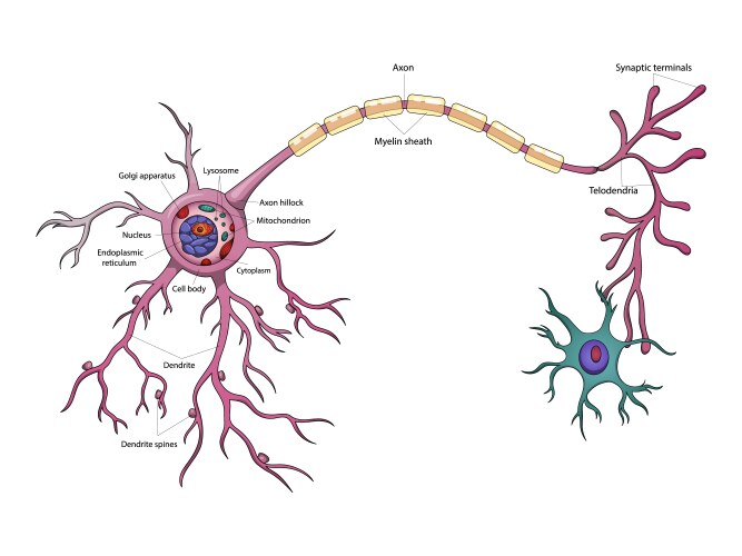 neuron structure diagram medical science vector image