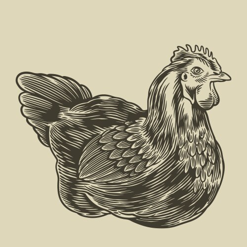 Vintage Hen Broiler Artwork Vector Image