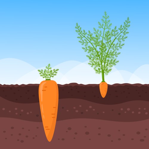 Big and small carrots growing underground vector image