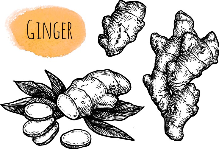 Ginger Root Sketch Set Vector Image