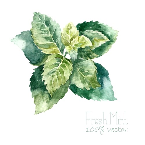 Watercolor Mint Leaves Vector Image