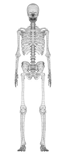 Human skeleton set Royalty Free Vector Image - VectorStock