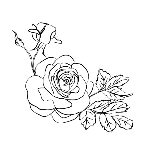 Elegant Rose Sketch Vector Image