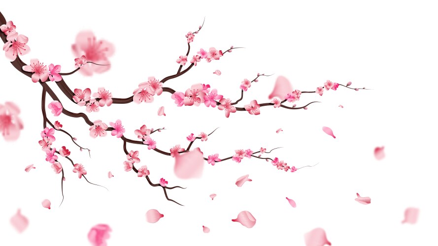 Falling Sakura Blossom Branch Vector Image