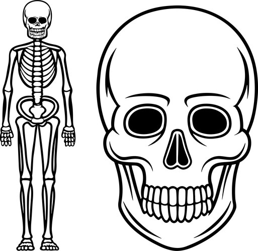 Vector First Humans Human Skeleton Outline Drawing – Royalty-Free Vector | VectorStock