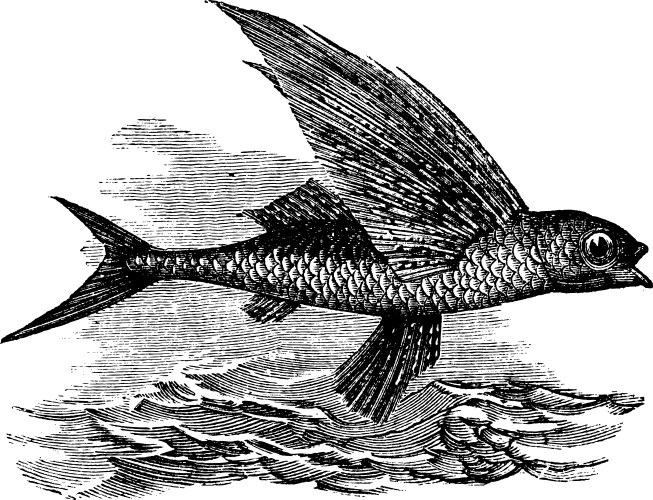 Flying Fish Vector Images (over 11,000)