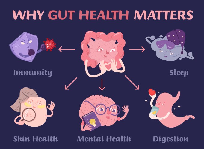 Why gut health matters scientific poster vector image