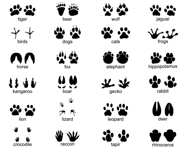 footprints of wild animals vector image