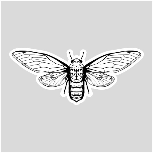 Hand Drawn Cicada Insect Sketch Vector Image
