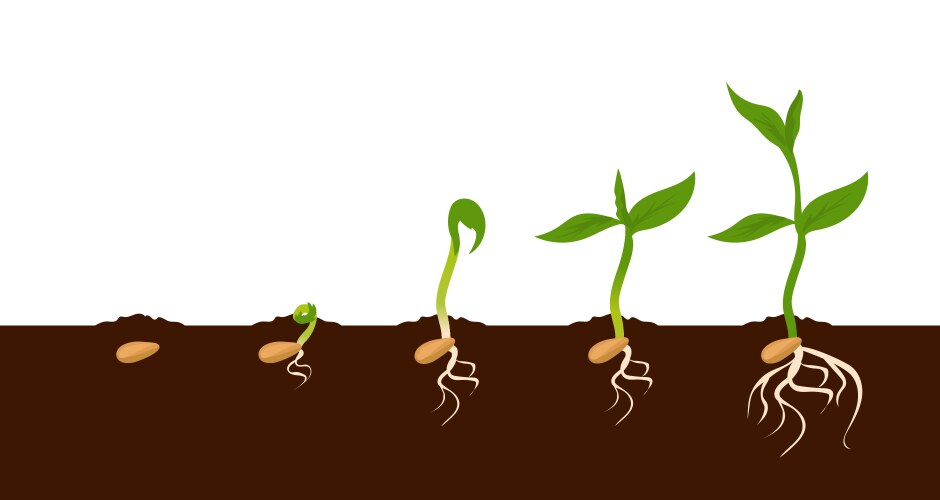 Bean Seed Germination Stages – Royalty-Free Vector | VectorStock