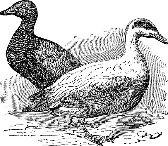 Common eider vintage engraving Vector Image