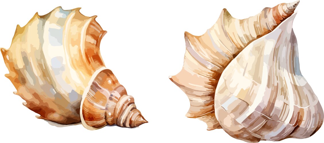Clipart Shell