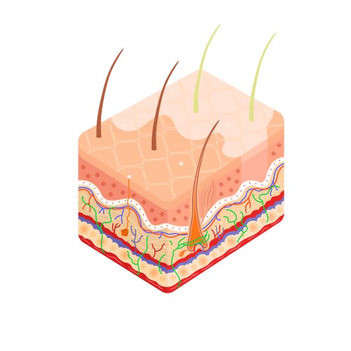 Cross section human skin Royalty Free Vector Image