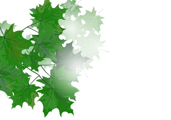 Green leaves Royalty Free Vector Image - VectorStock