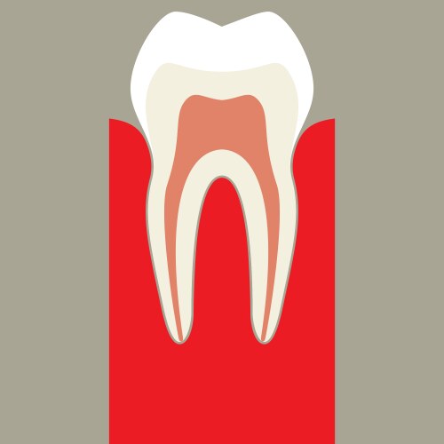 Teeth Royalty Free Vector Image - VectorStock
