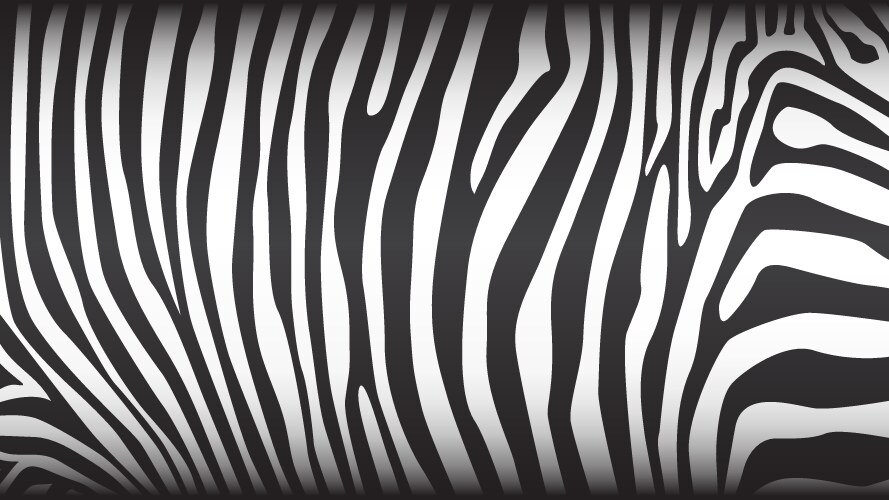Zebra pattern large Royalty Free Vector Image - VectorStock