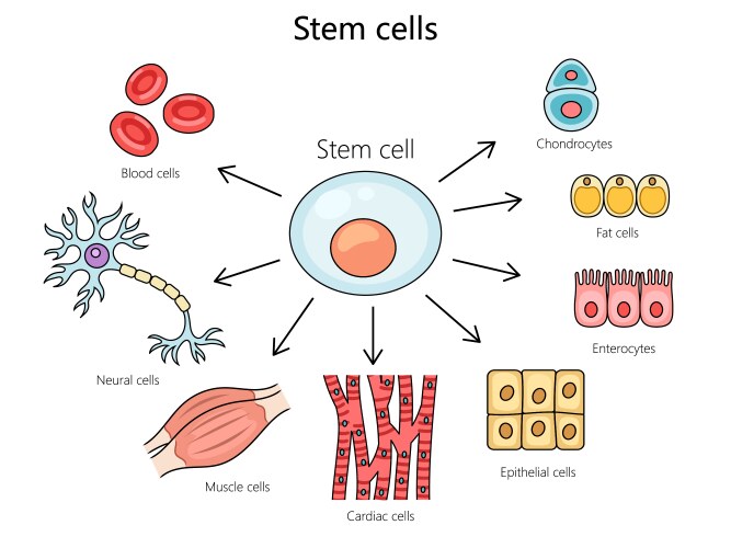 Stem cell structure diagram medical science vector image