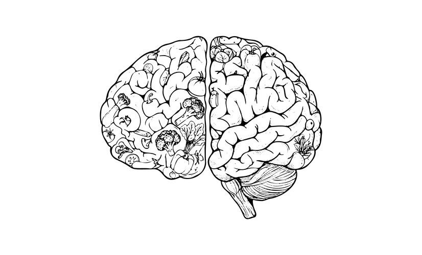 Detailed Black and White Brain Drawing Vector Image