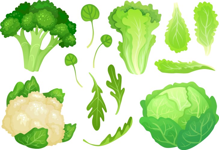 cartoon cabbages fresh lettuce leaves vegetarian vector