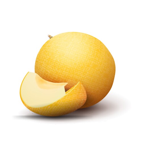 ripe yellow melon with a piece isolated vector image