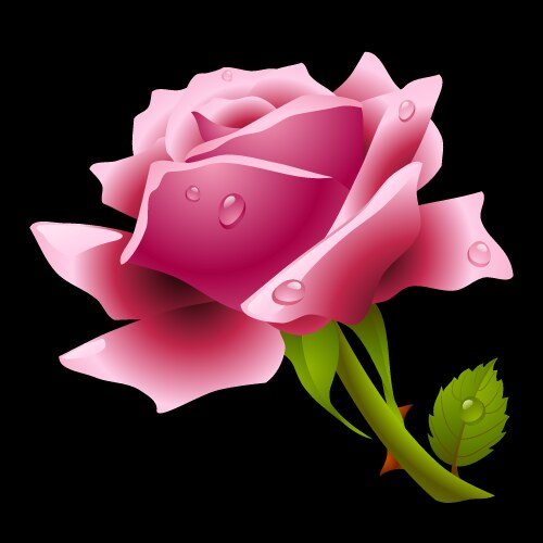 White rose design elements Royalty Free Vector Image