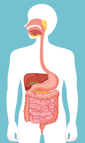 Vector First Humans Human Digestive System Anatomy – Royalty-Free Vector | VectorStock