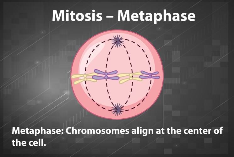 Process of mitosis interphase with explanations Vector Image