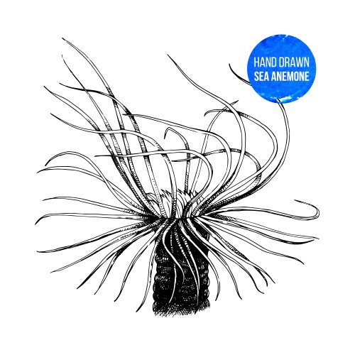 Hand Drawn Sea Anemone Vector Image