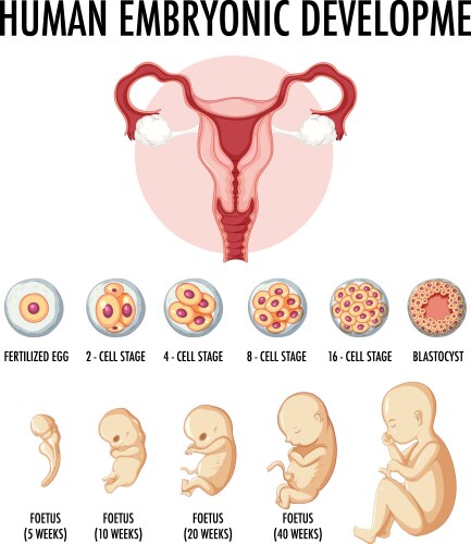 Stages human embryonic development Royalty Free Vector Image