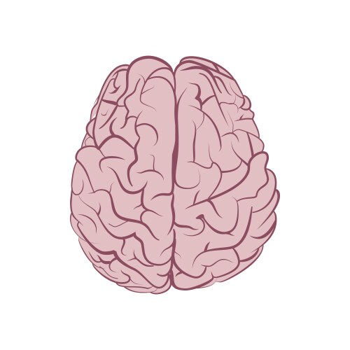 Human left and right brain cartoon Royalty Free Vector Image