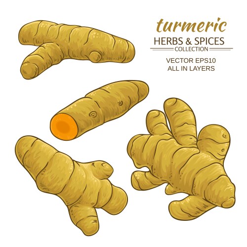 Turmeric Vector Images & Graphics for Commercial Use | VectorStock