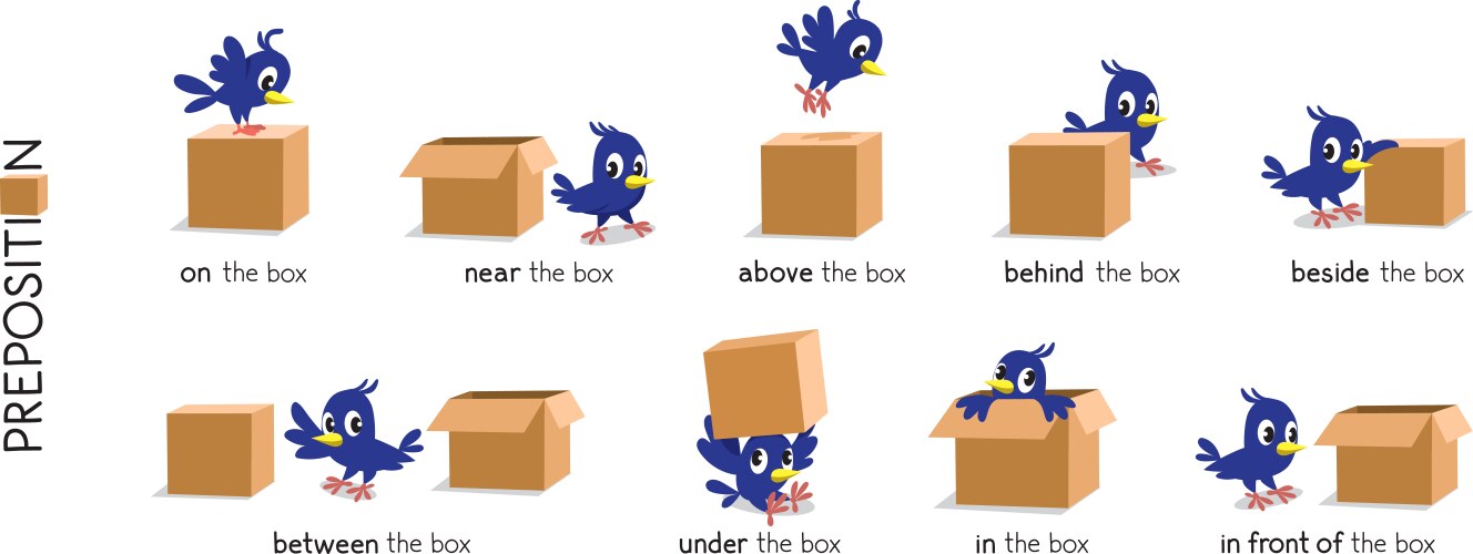 preposition place set bird and box vector image