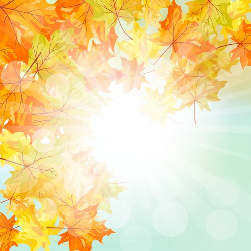 Autumn leaves rowan and flowers template frame Vector Image